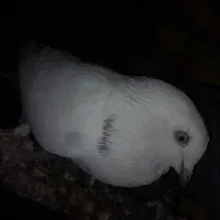 فروش ۷تا کفتر بالغ|پرنده|تفت, |دیوار