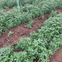 ریحان سمنان کیلویی ۱۰۰ هزارتومان