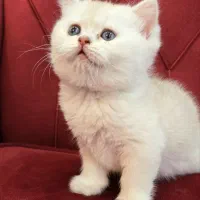 بچه گربه های اصیل و مهربون در اهواز