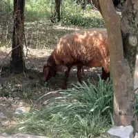 گوسفند جوان ابستن