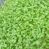 سبزی ماهی خورشتی و انواع سبزی جات
