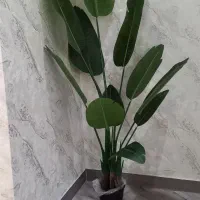 درختچه بزرگ پرنده بهشتی