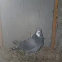 کبوتر|پرنده|اصفهان, الهیه|دیوار