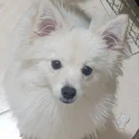 سگ پامر ماده ۷ماهه|سگ|شهریار, شهرک وائین|دیوار