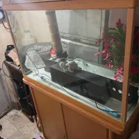 آکواریوم همراه بامیز