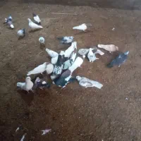 کفتر|پرنده|مهربان, |دیوار