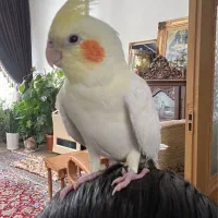 عروس هلندی گمشده