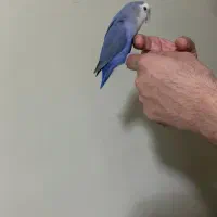 طوطی فیشر برزیلی سالم بامزه (دستی)|پرنده|شاهین‌شهر, فردوسی|دیوار