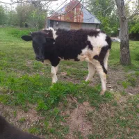 گاو.لیشه چالوسی