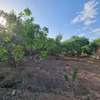 فروش زمین در بافت روستا ی صدر آباد|فروش زمین و ملک کلنگی|بوئین زهرا, |دیوار