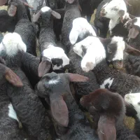 بره شیری آغوز خورده