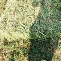 یونجه خالص