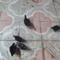 جوجه 2ماهه بومی