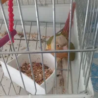 طوطی گیرینجیک|پرنده|شاهین‌شهر, طالقانی|دیوار