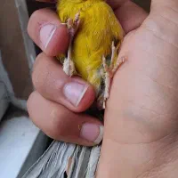 قناری نر آماده