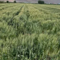 اجاره زمین|فروش دفتر صنعتی، کشاورزی، تجاری|نوشین شهر, |دیوار