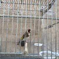 یک جفت سهره جفتی