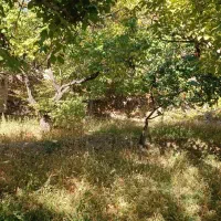 باغ در بهتری جای اسفنجان کهنمو چایی راه قدیم کهنمو|فروش زمین و ملک کلنگی|اسکو, |دیوار