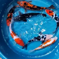 ماهی کوی پیش مولد تکثیر وارداتی