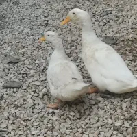 اردک. چغادک