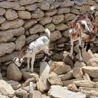 بز بابچه ماده