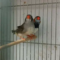 فنچ زبرااروپایی