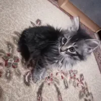 گربه دو ماهه نر