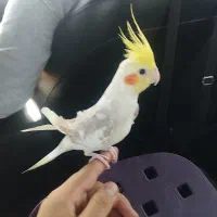 عروس هلندی گم شده|حیوانات|تهران, ابوذر|دیوار