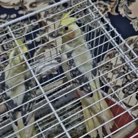 ۳ عدد نر زعفرانی دوبال مرواریدی مست سالم