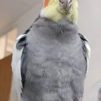 عروس هلندی|پرنده|روانسر, |دیوار