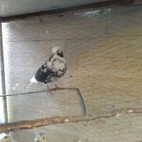 کبوتر سرور|پرنده|یزد, |دیوار