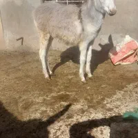 الاغ ۳عددجوان بشرط.