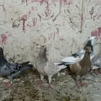 کفتر دورگ نر
