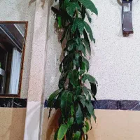درختچه انبه