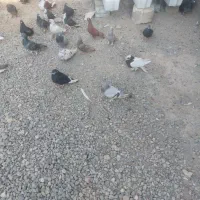 ۱۱۰ کفتر از همه رنگی دونی ۷۰ تا دونی ۱۵۰ تکی فرق|پرنده|مرودشت, نقش رستم|دیوار