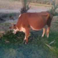 گاو فروشی|حیوانات مزرعه|دلگان, |دیوار