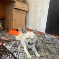 سگ اشپیتز|سگ|کرج, خرمدشت|دیوار