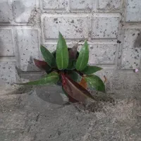 فروش خانگی گل طبیعی|گل و گیاه طبیعی|سربیشه, |دیوار