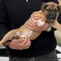 توله پیتبول