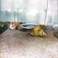 حلزون بزرگ|خزنده|بناب, |دیوار