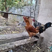 خروس|حیوانات مزرعه|اصفهان, ارداجی|دیوار