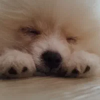 سگ پامر۱۰ماه بسیار مهربون ودوس داشتنی