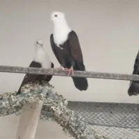 کبوتر کربلایی|پرنده|بوئین زهرا, |دیوار