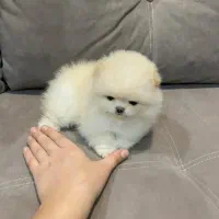 پامرخرسی اصیل بااصالت|سگ|اصفهان, خانه اصفهان|دیوار