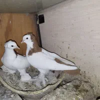 یک جفت قرمز گوز و تعدادی آغ پارپارلی|پرنده|تبریز, |دیوار