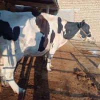 گاو شیری|حیوانات مزرعه|گرگان, |دیوار