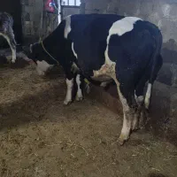 دو عدد گوساله سیمنتال نر|حیوانات مزرعه|نظر کهریزی, |دیوار