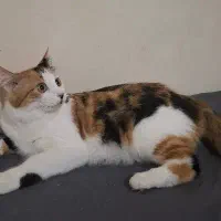 واگذاری گربه موبلند|گربه|کرج, گوهردشت|دیوار