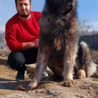 ۵ تا سگ خارجی از نژاد قفقازی