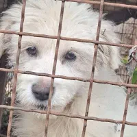 پت خونگی و خاص و مهربون شیتزو تریر